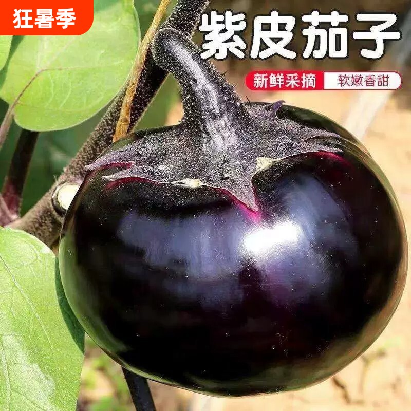 圆茄子新鲜现摘现发嫩茄子山东紫茄子精选当季蔬菜农家自种圆茄 - 实物图
