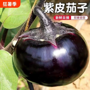圆茄子新鲜现摘现发嫩茄子山东紫茄子精选当季蔬菜农家自种圆茄