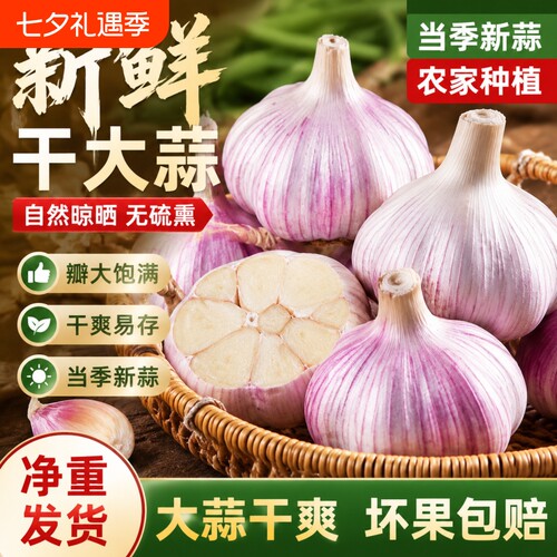 今年新干蒜5斤大蒜头农家大蒜当季新鲜蔬菜包邮自提紫皮回购净重