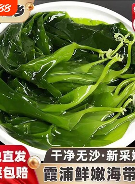 霞浦海带嫩苗新鲜盐渍海带苗火锅凉拌食材脆嫩特级嫩芽小海带美味