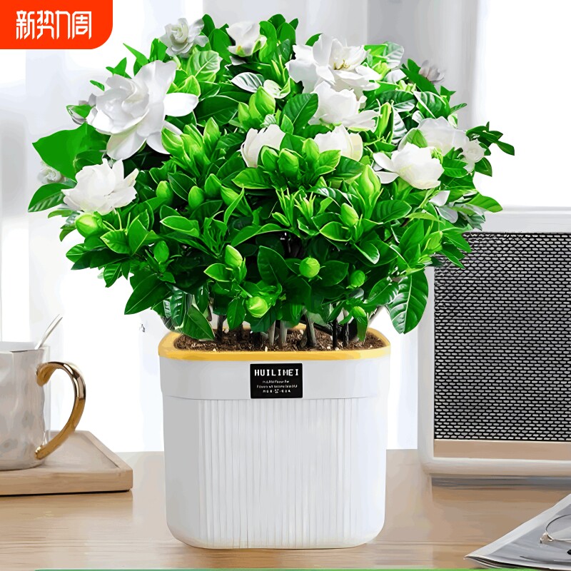 栀子花盆栽四季开花带花苞茉莉花卉老桩水培九里香绿植物室内好养