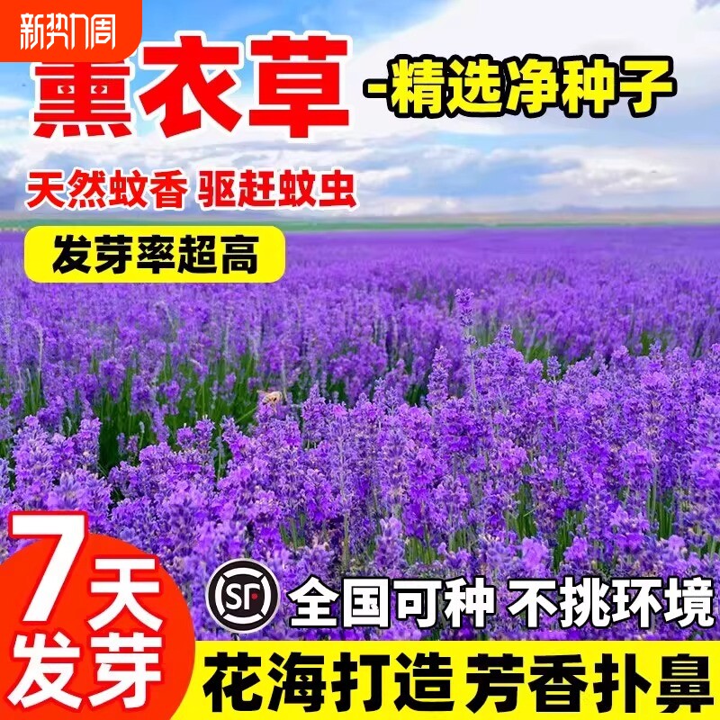 普罗旺斯薰衣草花籽四季驱蚊虫种子孑苗月见草石竹开花庭院二月兰