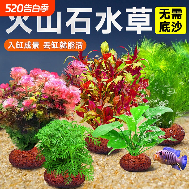 鱼缸火山石水草植物造景装饰专用真草水培蜈蚣草绿菊净化水质养鱼