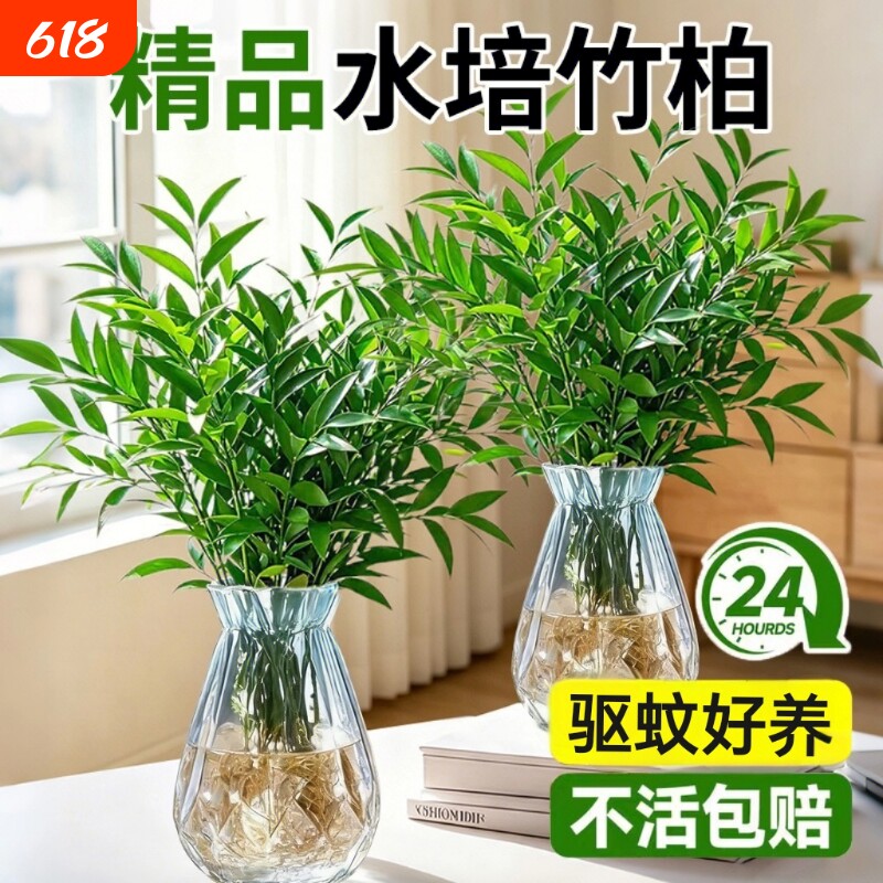 大颗驱蚊竹柏竹子水培绿植物办公室盆景栽驱蚊草神器花卉室内好养