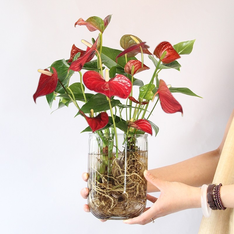 红掌易养活30天养死包赔