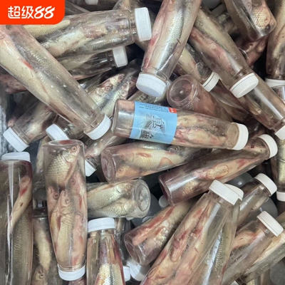 钓鲶鱼的臭鱼江团鱼饵野钓大口