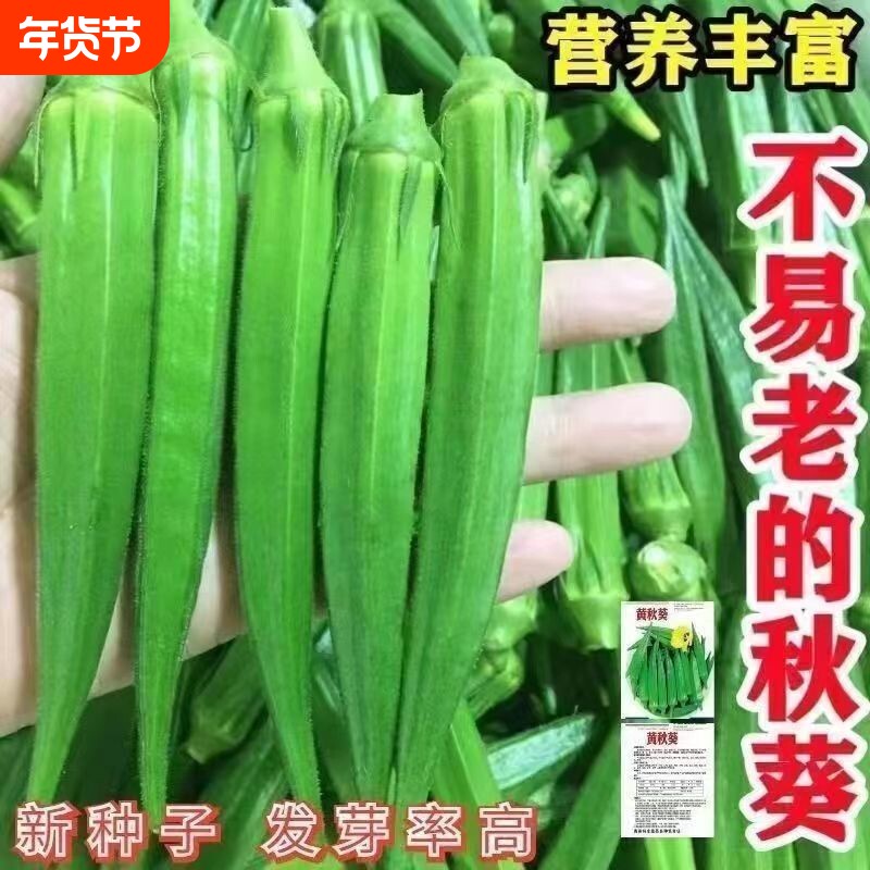 秋葵种子绿秋葵种籽四季播高产黄秋葵籽农家阳台庭院蔬菜种子水果