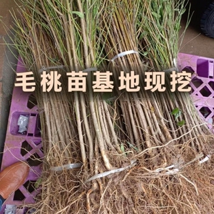 野生桃树毛桃树苗嫁接占地四川发货砧木实生苗直生树苗果树
