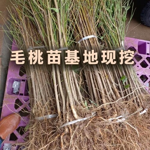 野生桃树毛桃树苗嫁接占地四川发货砧木实生苗直生树苗果树