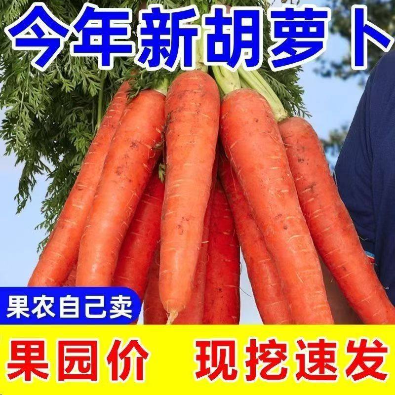 带泥新鲜沙地胡萝卜蔬菜开封产地直发生吃水果型脆甜包邮带泥,水产肉类/新鲜蔬果/熟食,萝卜/胡萝卜,淘宝优惠券,粉丝福利购,淘宝优惠卷
