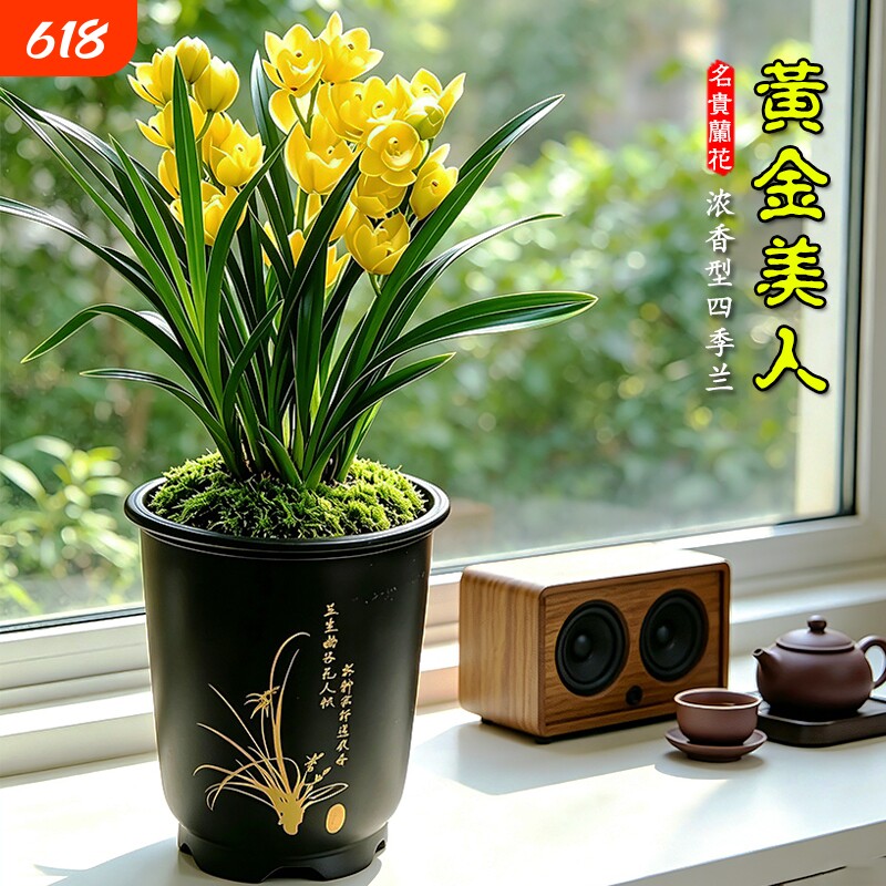 名贵建兰黄金美人四季兰花苗室内好养浓香盆栽高档素心花卉绿植物