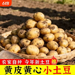 恩施黄心小土豆高山洋芋农家自种马尔科土豆新鲜蔬菜迷你马铃薯
