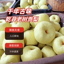 陕西乾县老树贡梨孕妇水果新鲜上市脆甜酥梨非砀山酥梨整箱 包邮
