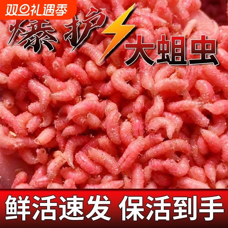 红蛆虫鲜活体苍蝇幼虫冬季野钓鲫鱼饵料肉蛆活蛆牙子冰钓鱼饵虫饵