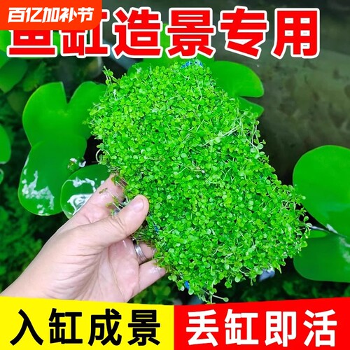 水草造景爬地矮珍珠|万人加购