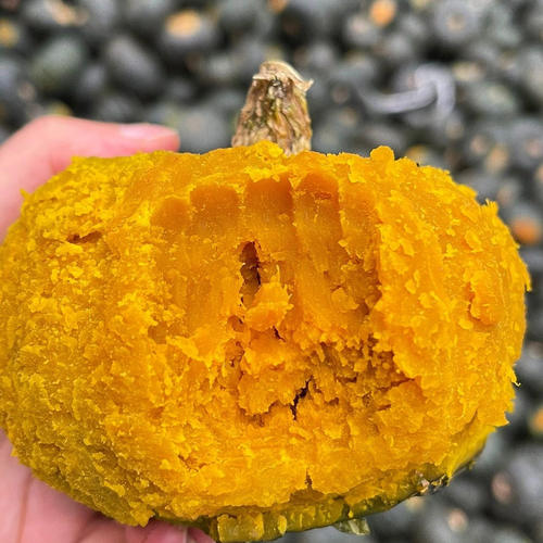 云南高原露天种植贝贝南瓜粉糯