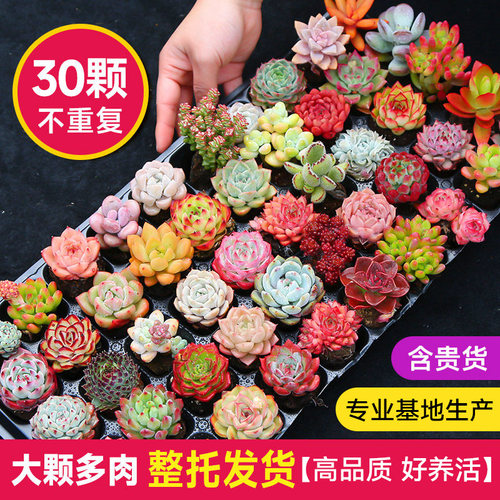 多肉植物室内带盆组合小盆栽带桩大颗好养活花卉绿植阳台肉肉盲盒