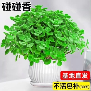 碰碰香盆栽室内多肉植物可食用薄荷驱蚊草花卉净化空气绿植一抹香