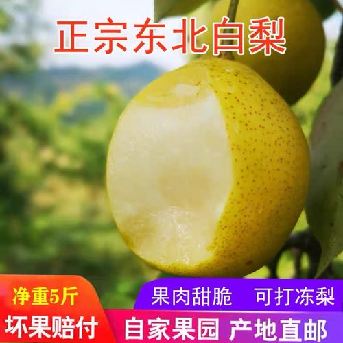 东北大白梨孕妇水果止咳化痰平喘