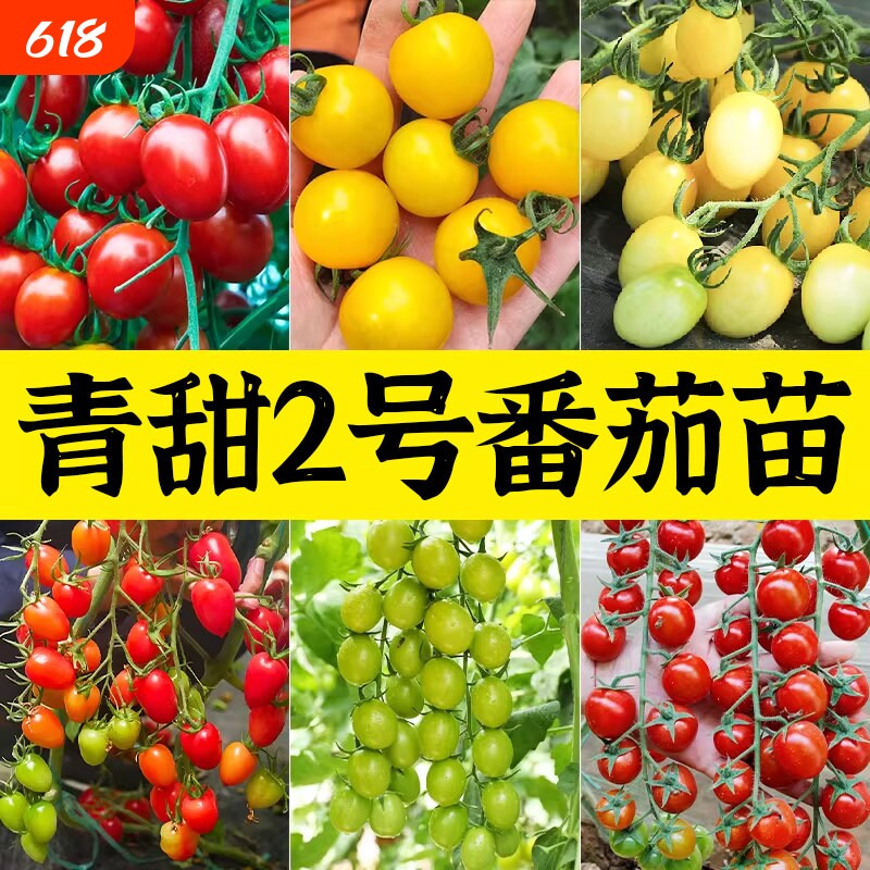 青美玉绿色小番茄种子苗秧樱桃西红柿种籽孑子青甜二号2圣女果苗