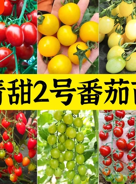 青美玉绿色小番茄种子苗秧樱桃西红柿种籽孑子青甜二号2圣女果苗