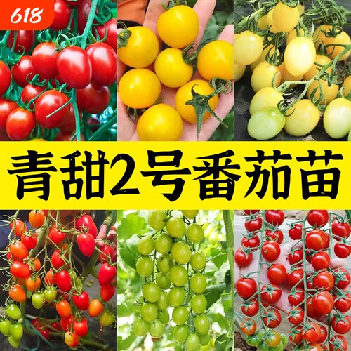 青美玉绿色小番茄种子苗秧樱桃西红柿种籽孑子青甜二号2圣女果苗