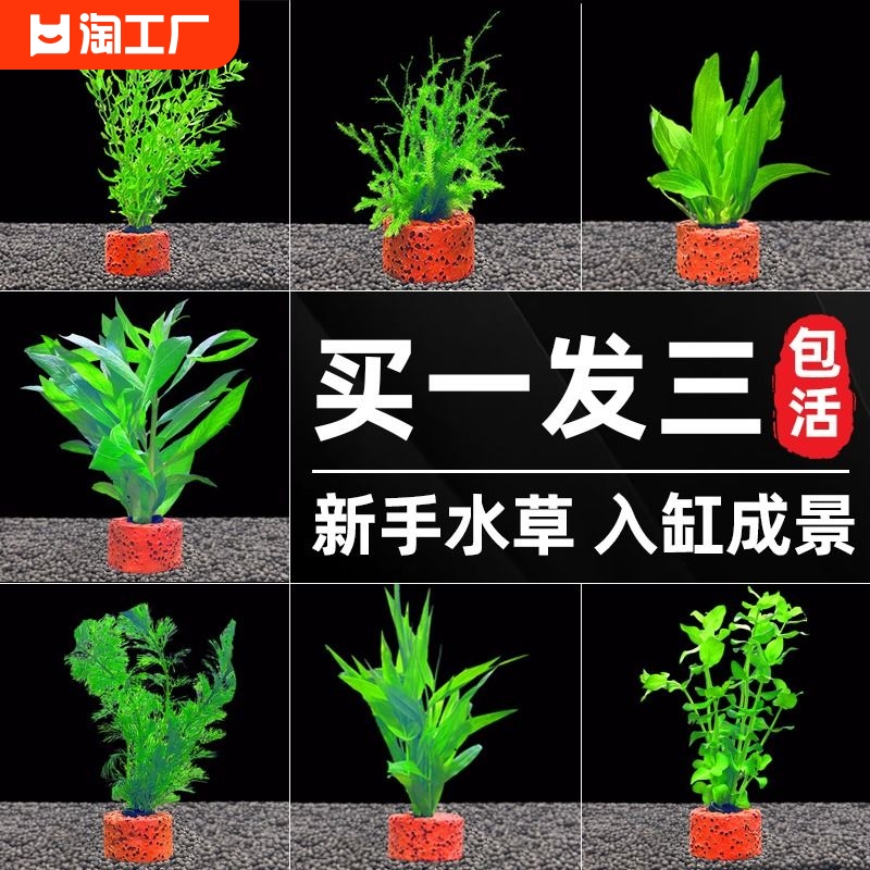 水草植物鱼缸真草造景生态全套摆件养鱼水培净化绿植淡水套餐九冠