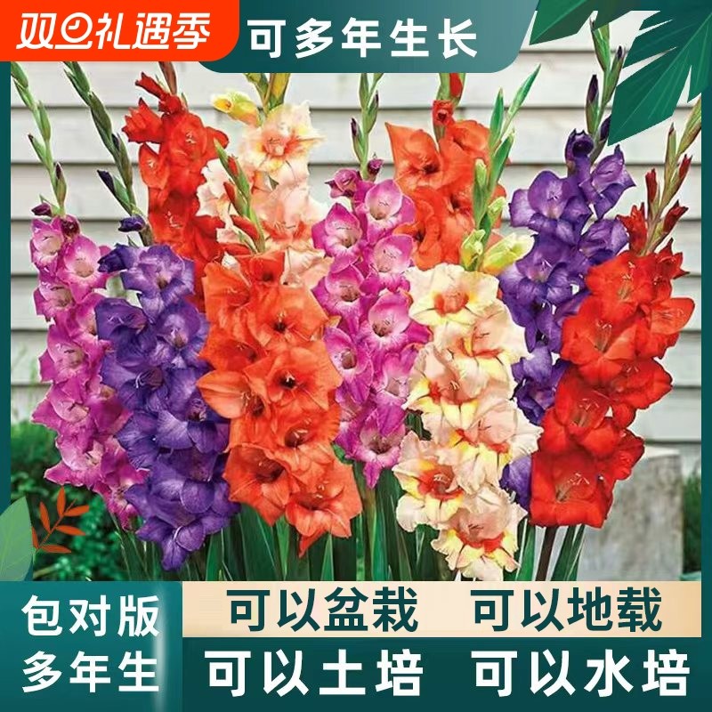 重瓣唐菖蒲剑兰种球室内室外庭院阳台多年生花卉盆栽绿植耐寒耐热