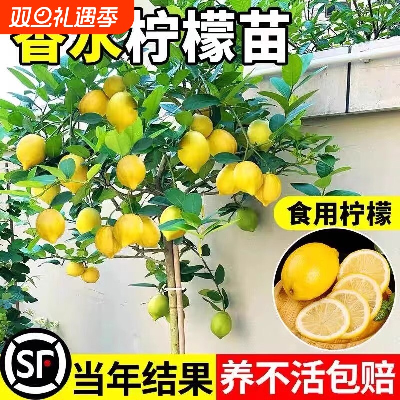 香水柠檬树苗盆栽带果室内室外无籽四季柠檬苗柠檬树果苗耐寒种植