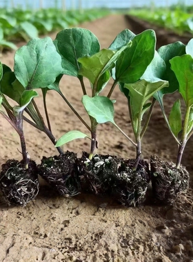 大龙长茄子秧苗长茄子秧苗黑色茄子苗带土秧苗茄秧苗四季绿植盆栽