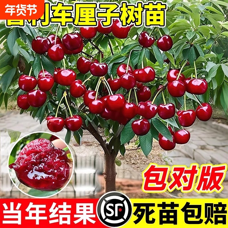 车厘子树苗樱桃树苖矮化樱桃树果树南方北方种植盆栽庭院大樱桃苗,鲜花速递/花卉仿真/绿植园艺,果树,淘宝优惠券,粉丝福利购,淘宝优惠卷