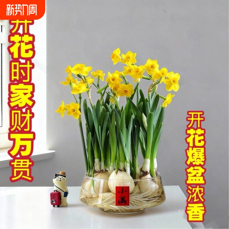 年宵花爆款【黄金水仙花】贵族水仙花年宵花冬季水培花卉盆栽正品
