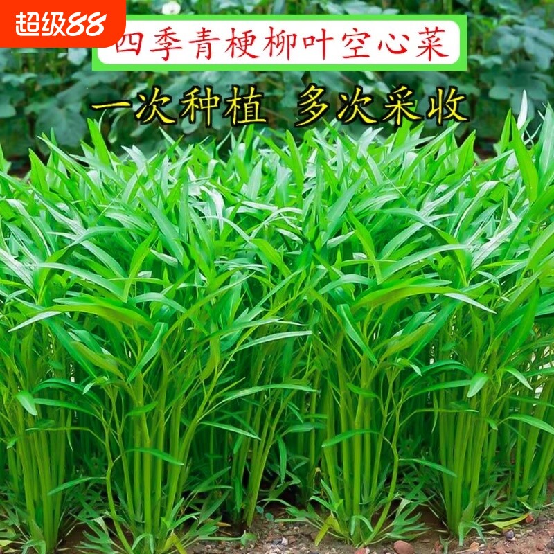 四季空心菜种子小叶空心菜大叶竹叶盆栽柳叶空心菜籽青白梗可水培