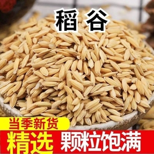 9.8斤干净稻谷喂鸡新鲜便宜农家带壳粮食谷子水稻鹅鸽饲料鸡鸭