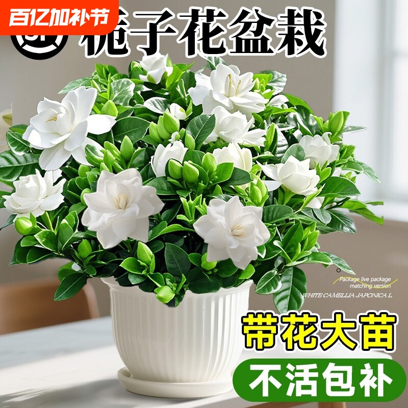 大盆栀子花盆栽四季开花树苗带花苞浓香型大叶独杆枝花水培绿植物