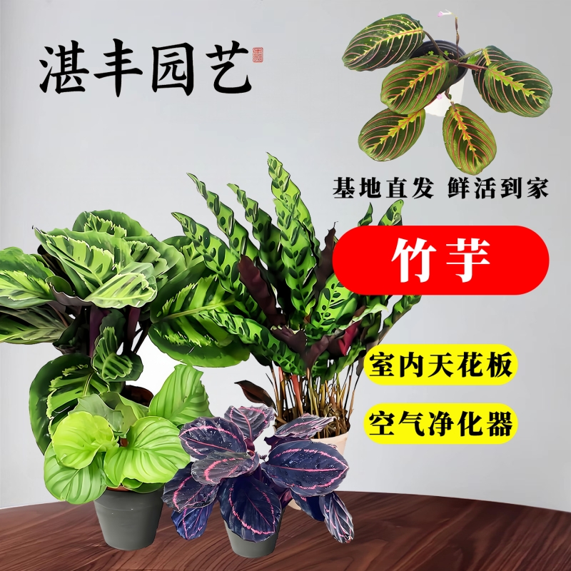 叶蝉竹芋盆栽水培绿植物青苹果