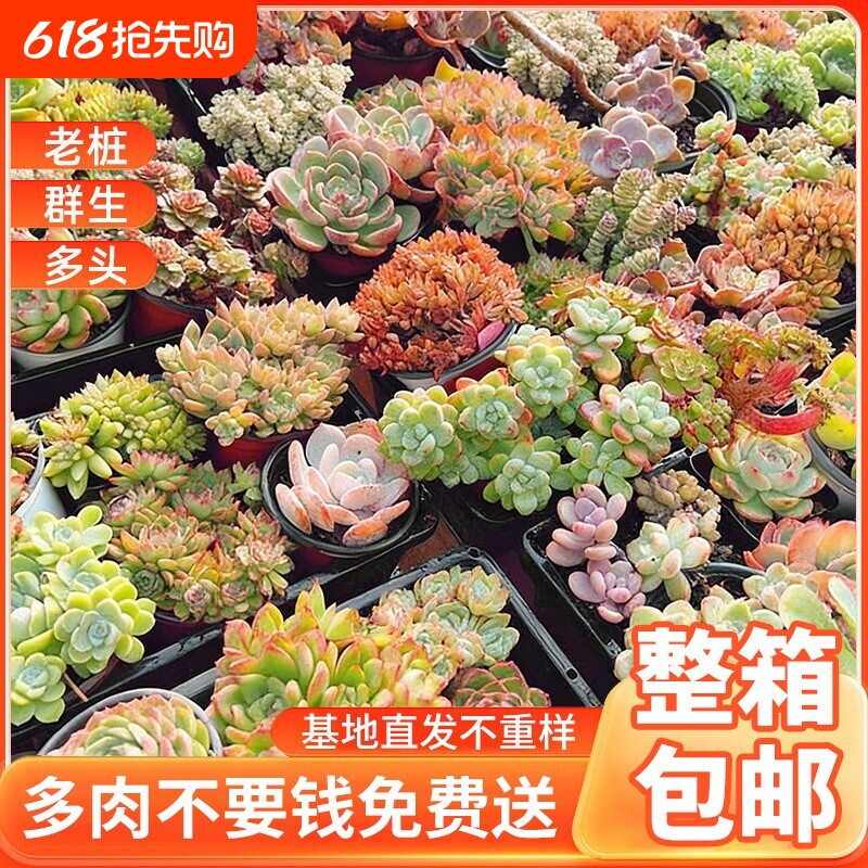 多肉植物室内小盆栽大颗好养组合仙人掌球绿植花卉老桩花盆品种