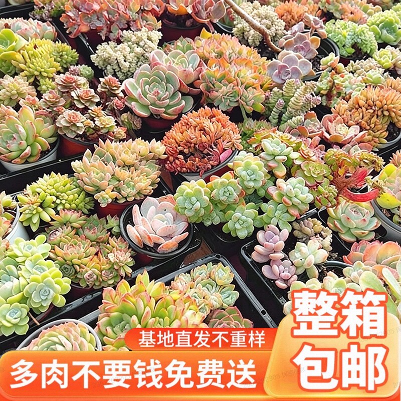 多肉植物室内小盆栽大颗好养阳台组合仙人掌球绿植花卉老桩优选
