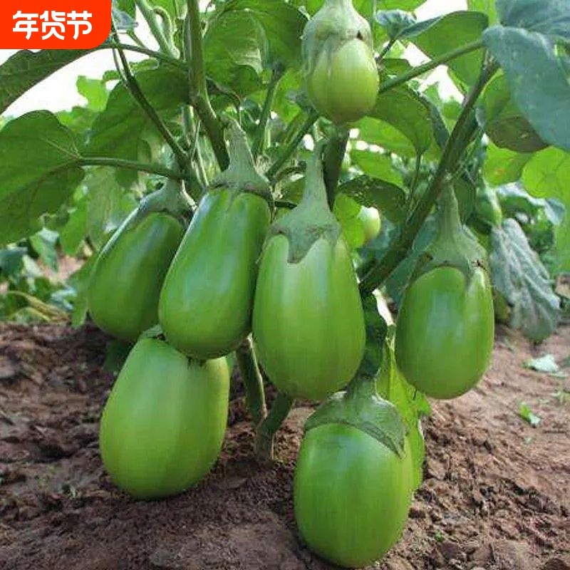 绿罐茄子种籽种子西安绿茄子青圆茄青皮四季秧苗盆栽蔬菜秧孑