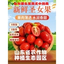 正宗山东千禧圣女果酸酸甜甜樱桃小番茄孕妇新鲜水果24小时内发货