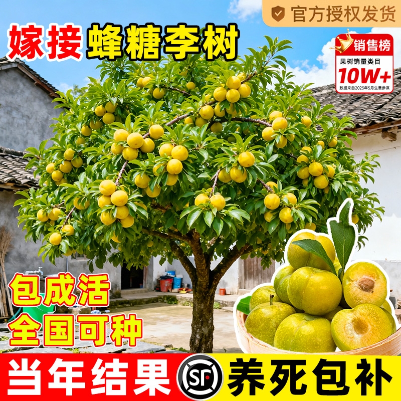 蜂糖李子树苗新品种果树果苗盆栽四川嫁接南北方种植黄金庭院老桩
