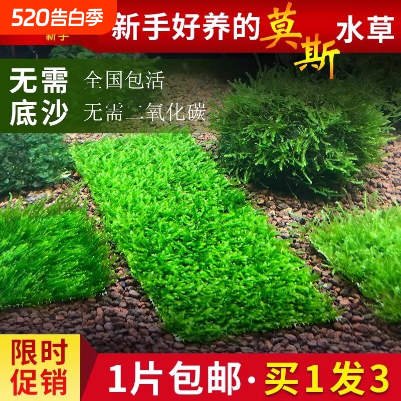 鱼缸莫斯水草慕斯片球沉木大三角垂泪前景造景小水草矮珍珠生态