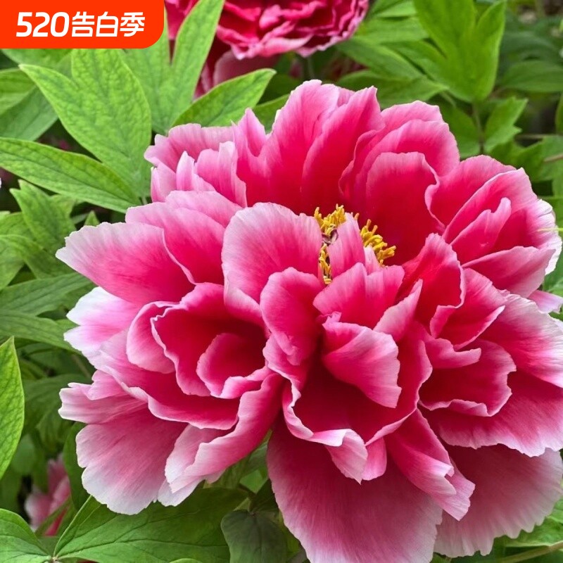 芍药花苗易活盆栽根块带芽菏泽重瓣大花四季花卉庭院植物阳台开花