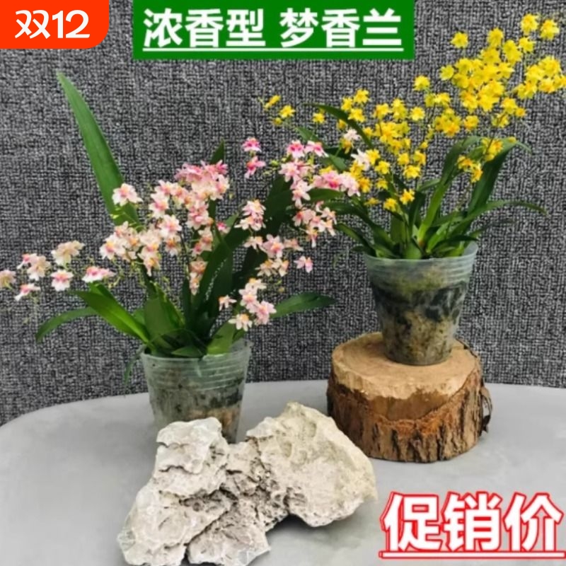 梦香兰盆栽带花苞罗曼香兰花卉文心兰跳舞兰办公室桌面绿植客厅