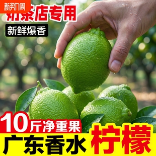广东香水柠檬新鲜水果奶茶店专用次一级果无籽当季 青柠檬大小鲜果