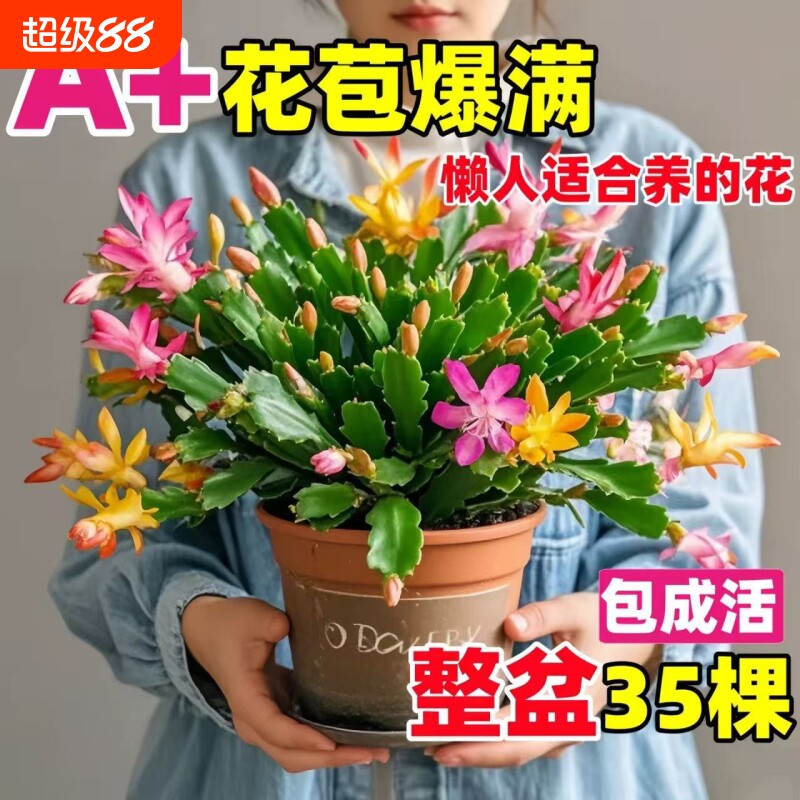 蟹爪兰盆栽带花苞嫁接蟹爪莲花苗重瓣阳台室内花卉兰花苗开花花期图片