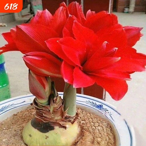 四季开花进口荷兰重瓣朱顶红种球阳台庭院浓香型花卉绿植盆栽植物