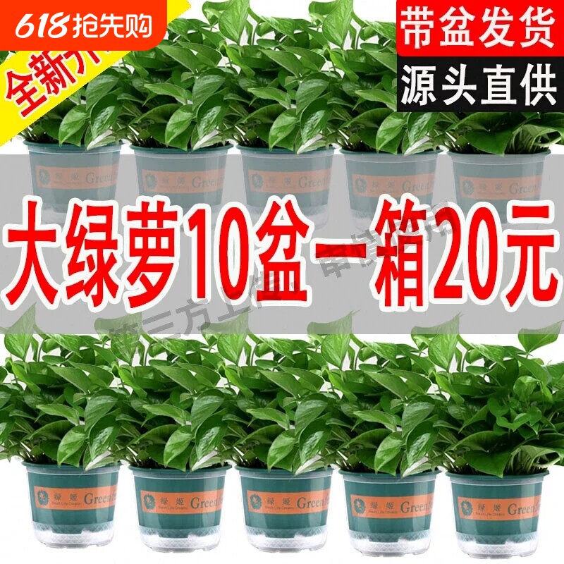 绿萝盆栽室内好养植物长藤净化空气吸除甲醛花卉绿植水培大叶绿箩
