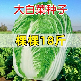 黄心菜大白菜种子冬储早熟春夏秋四季奶油白菜籽孔雀蔬菜种奶油