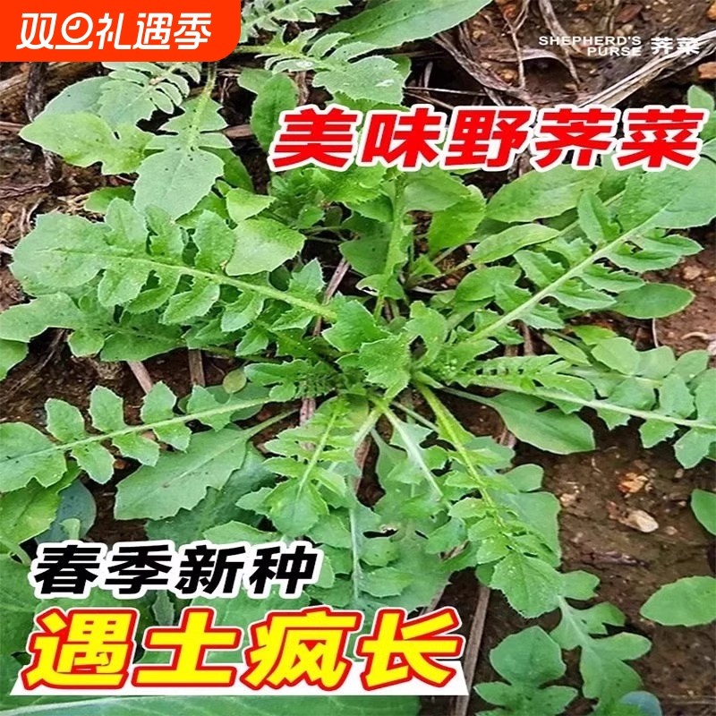 荠菜种籽老品种大叶荠菜种子春季播蔬菜籽种大全四季秧苗茼蒿野生